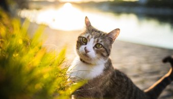14 Cat Photography Tips for Beautiful Photos